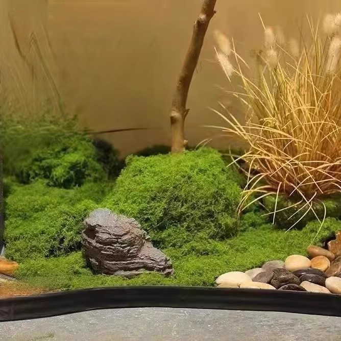 200g Eeuwig leven mos DIY amba - Bonsai Garden For Home recensie en prijs